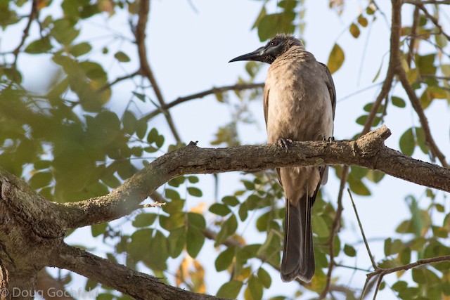 Helmeted Friarbird (New Guinea)