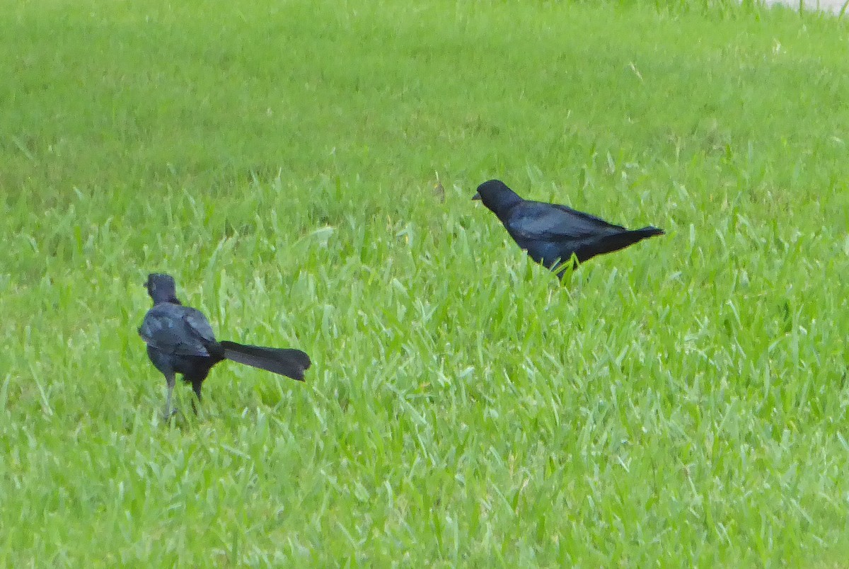 Great-tailed Grackle - ML114372041