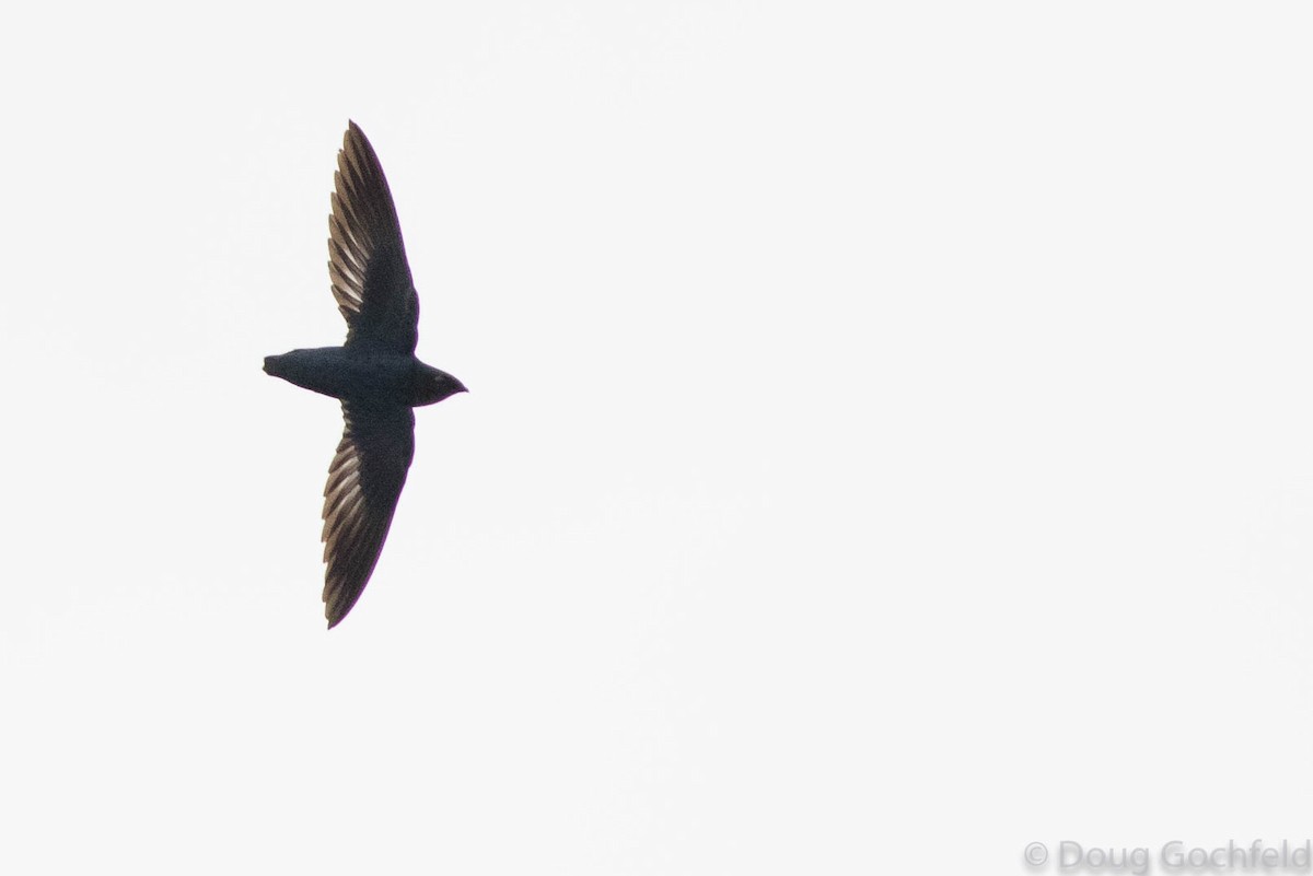 Papuan Spinetailed Swift - ML114372661