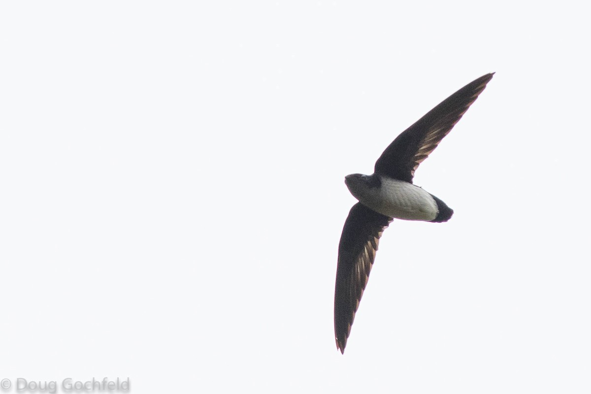 Papuan Spinetailed Swift - ML114372671