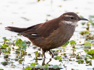  - White-winged Cinclodes