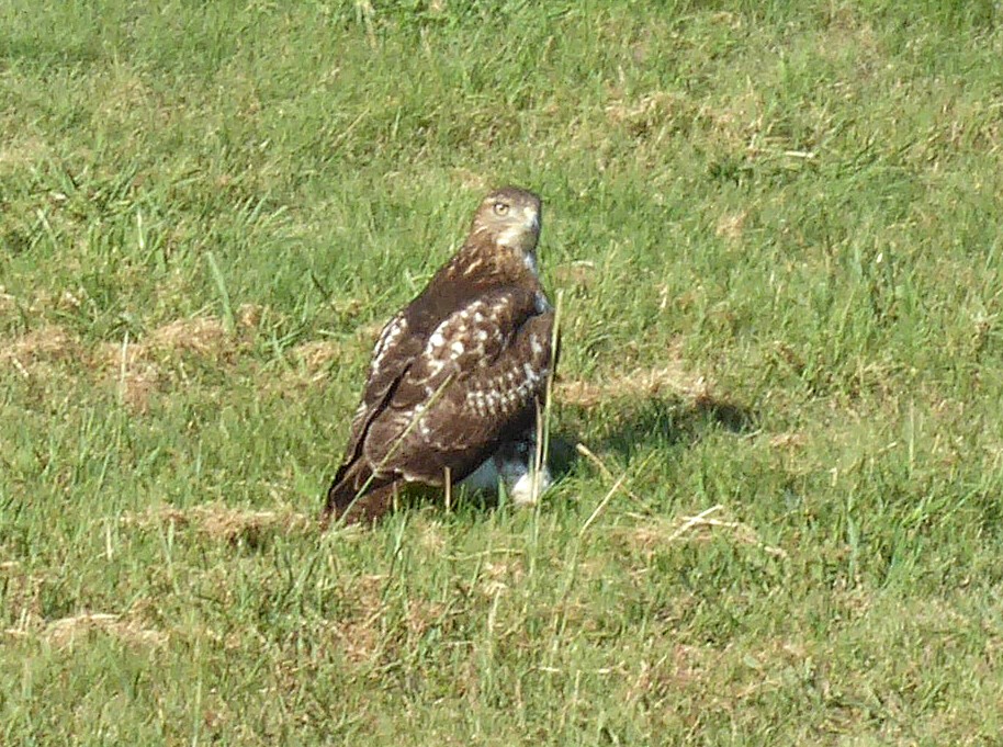 Red-tailed Hawk - ML114374381