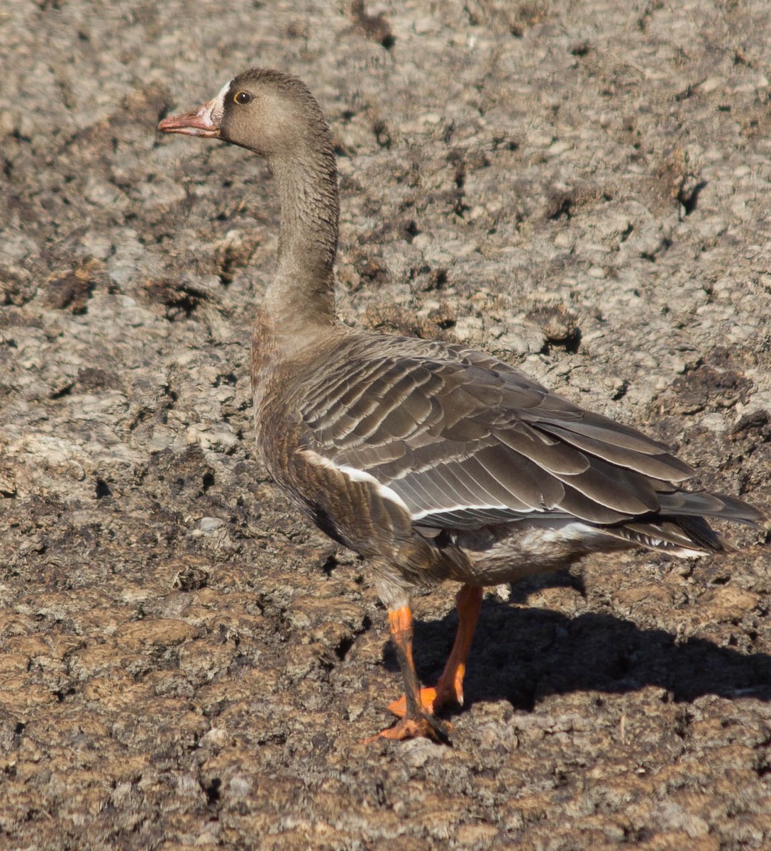 Greater White-fronted Goose - ML114374401