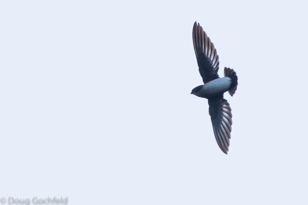 Papuan Spinetailed Swift - ML114375691