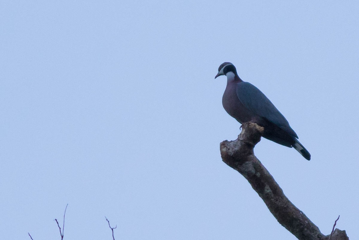 Collared Imperial-Pigeon - ML114375761