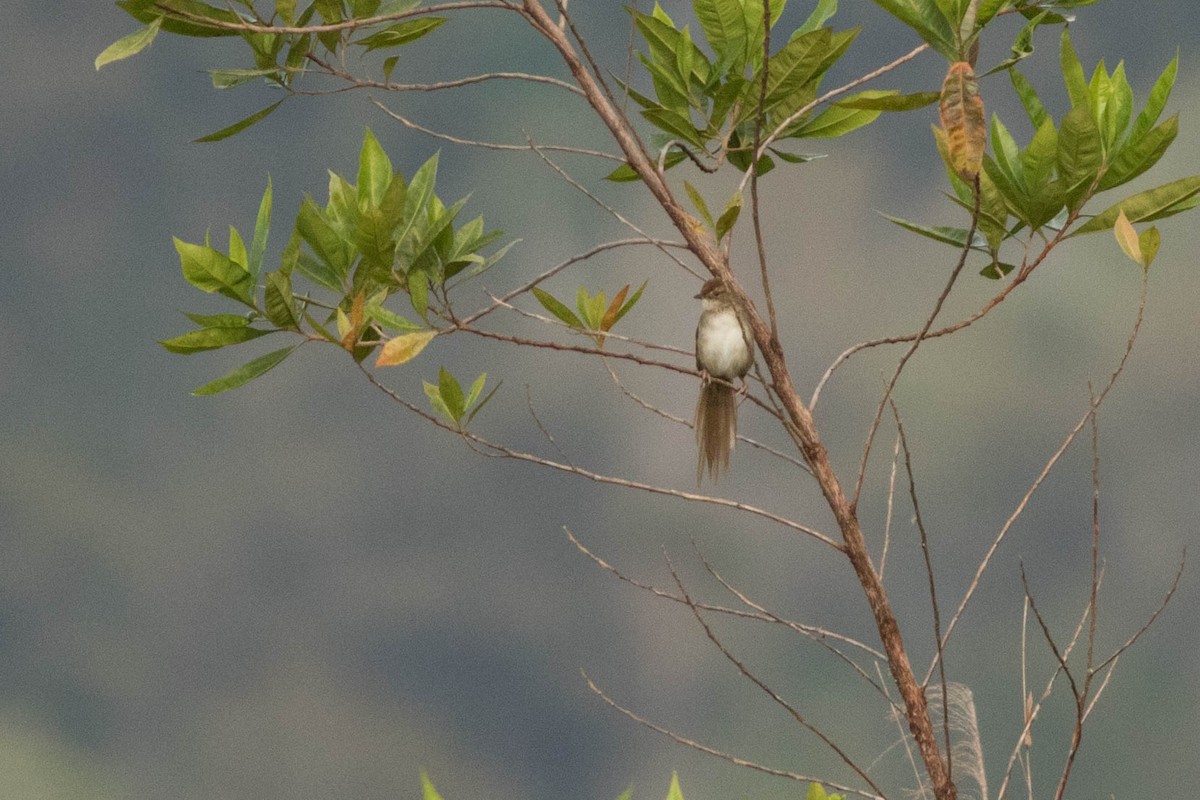 Papuan Grassbird - ML114377501