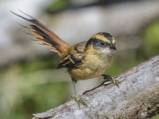 Rayadito - eBird