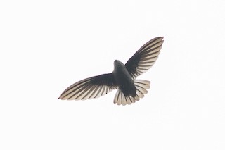  - Mountain Swiftlet