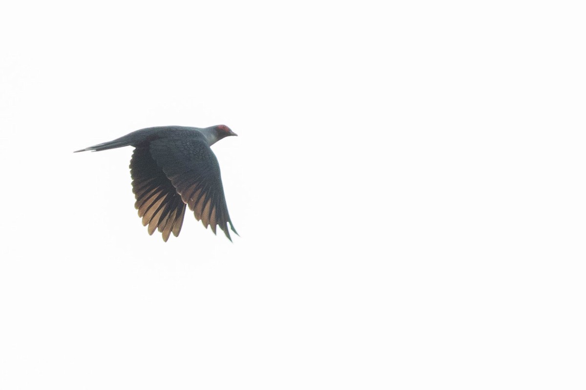 Papuan Mountain-Pigeon - ML114379381