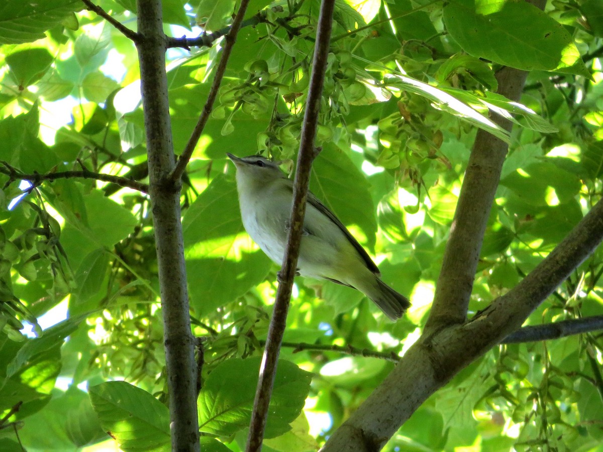 Red-eyed Vireo - Dallas Levey