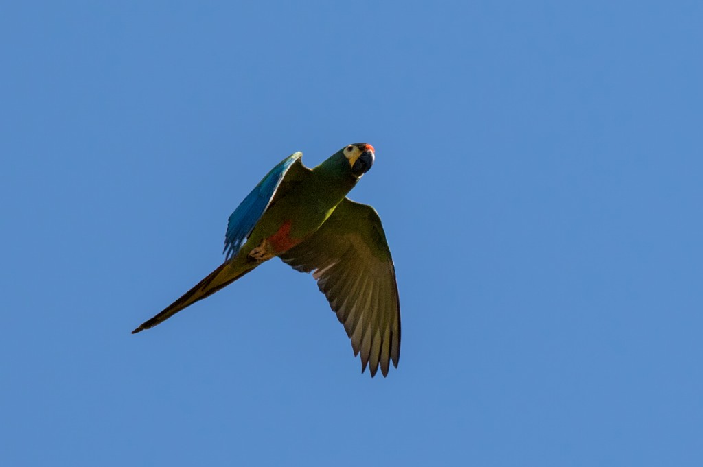 Blue-winged Macaw - Marcelo Feliti