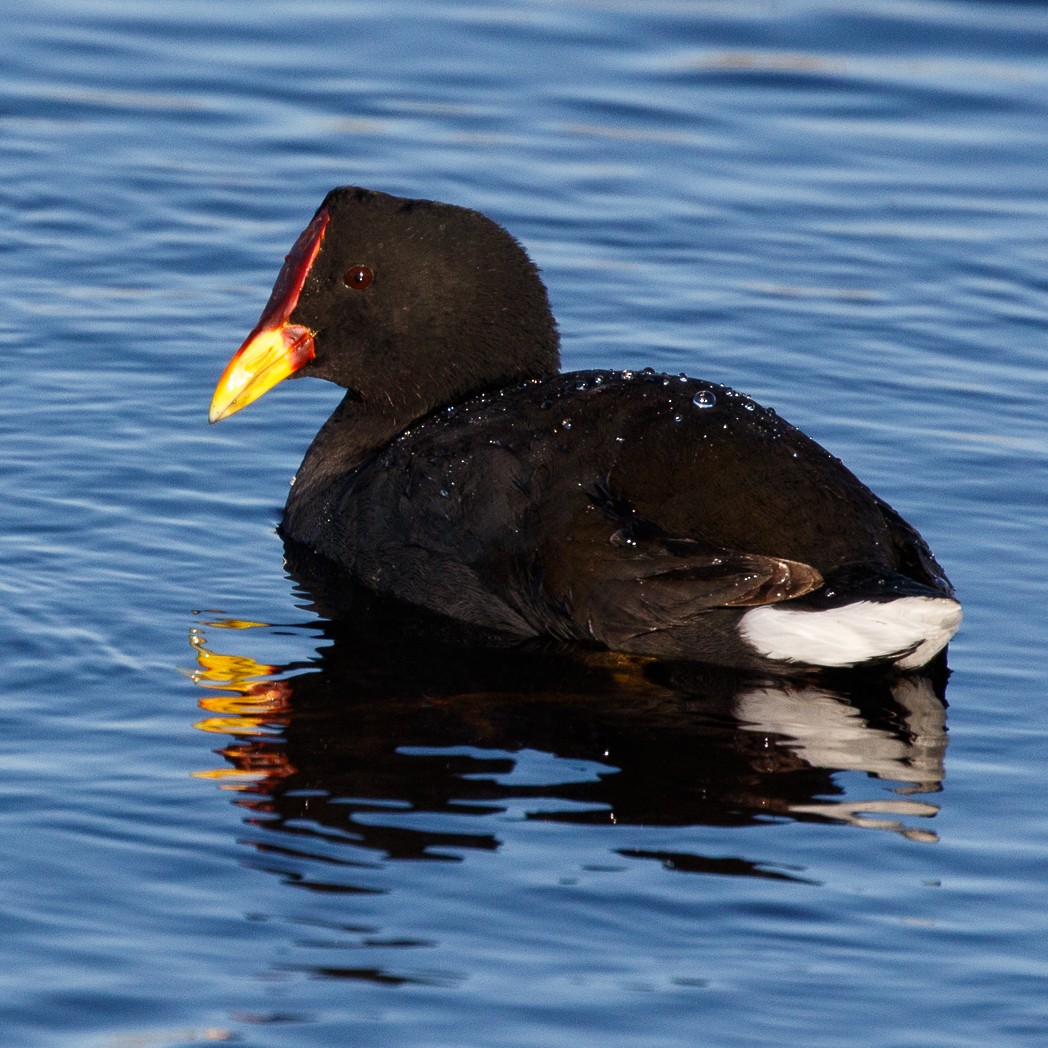 Red-fronted Coot - Silvia Faustino Linhares