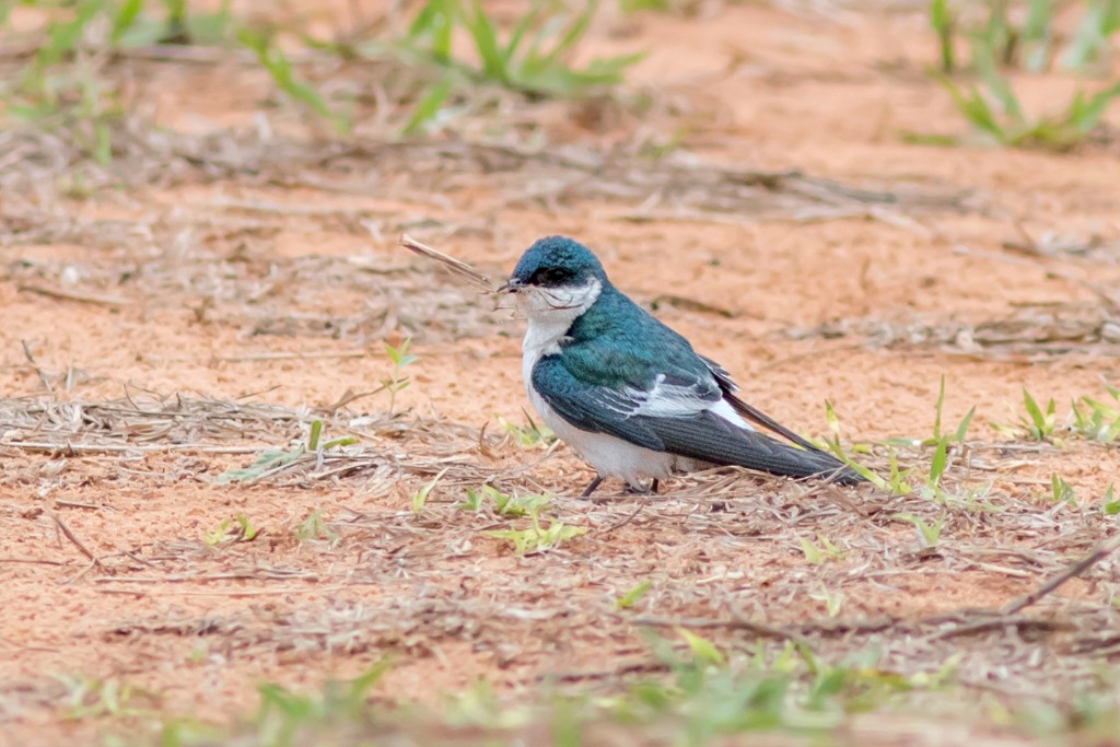 White-winged Swallow - ML114386771