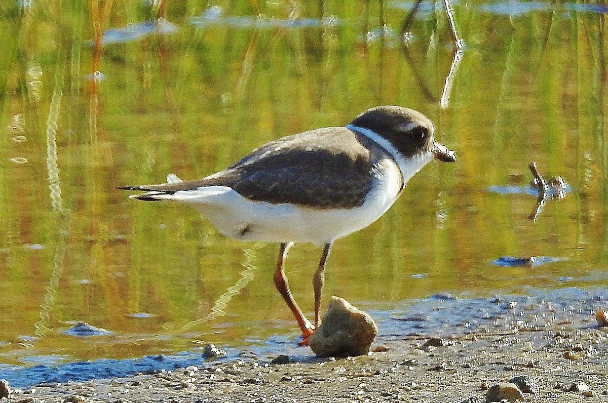 Semipalmated Plover - ML114387351