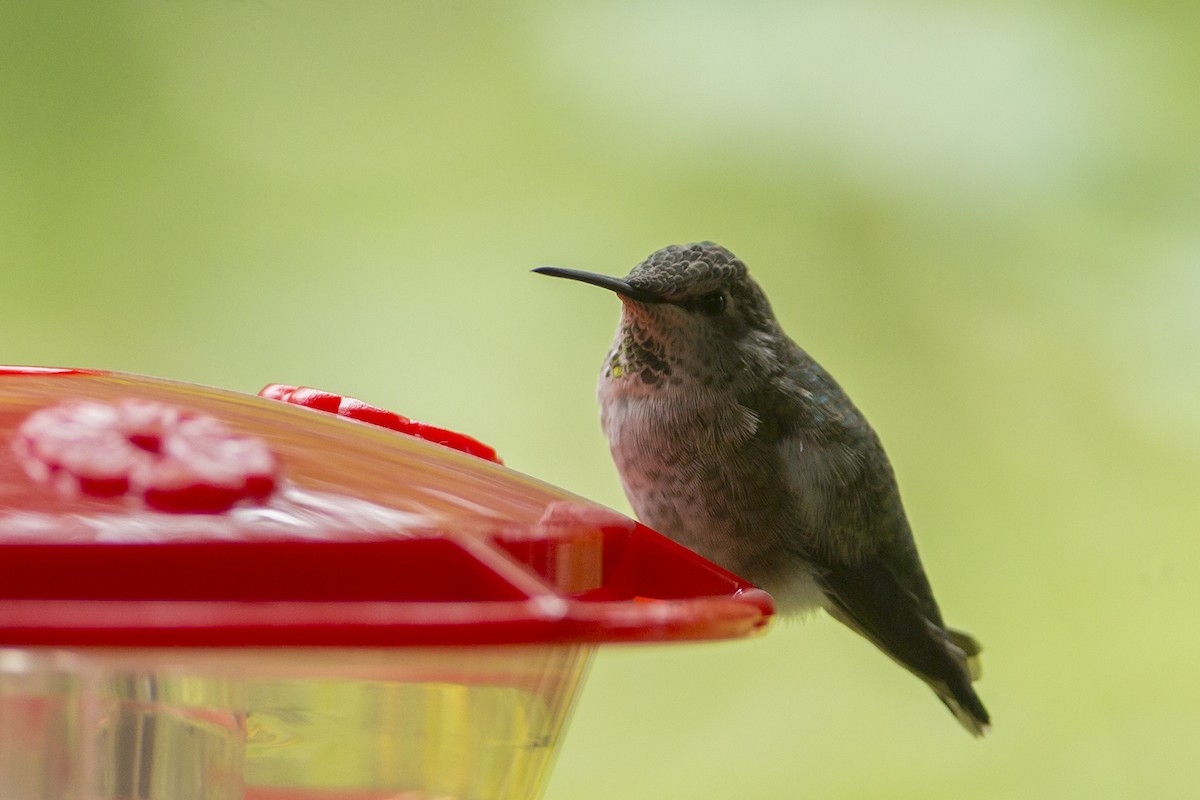 Anna's Hummingbird - ML114388611