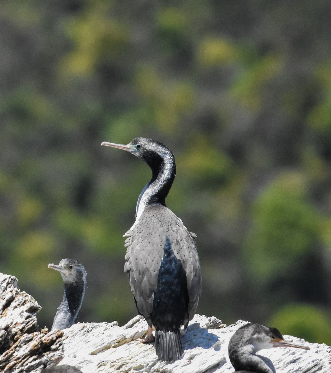 Spotted Shag - ML114390861
