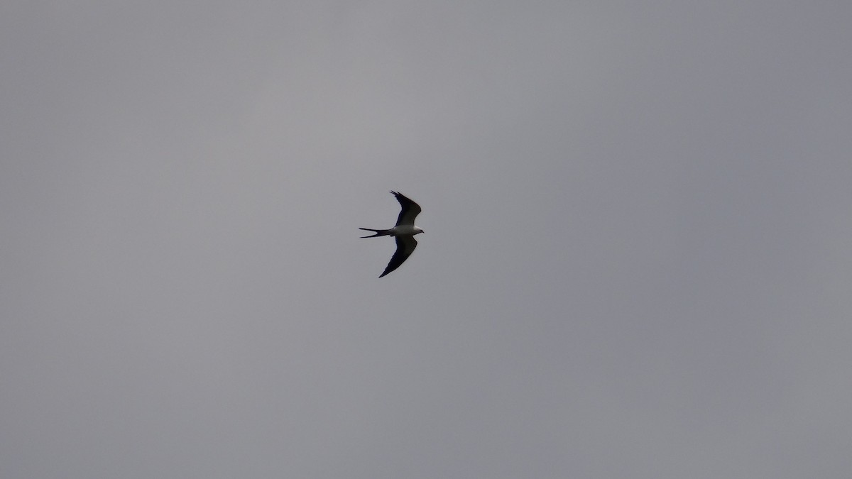 Swallow-tailed Kite - Aurelio Molina Hernández