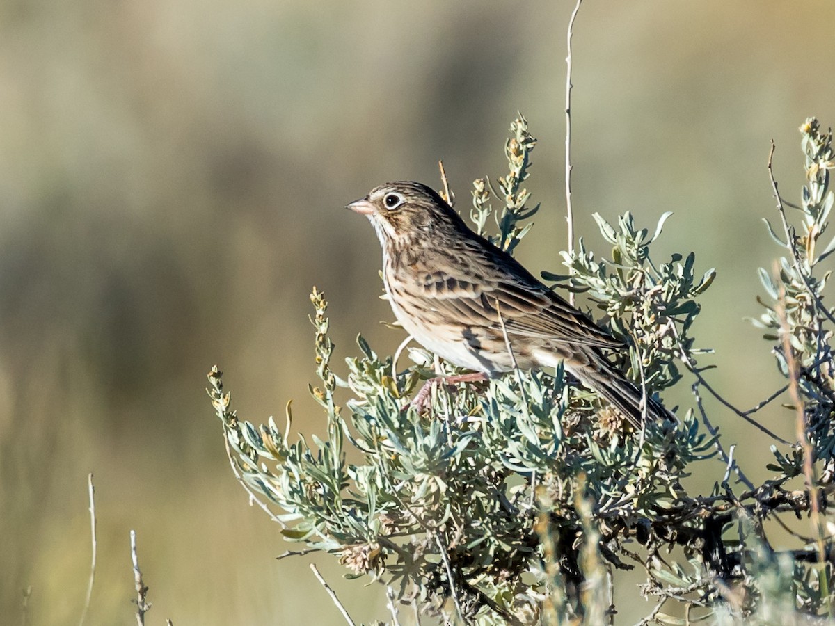 Vesper Sparrow - Bruce Aird