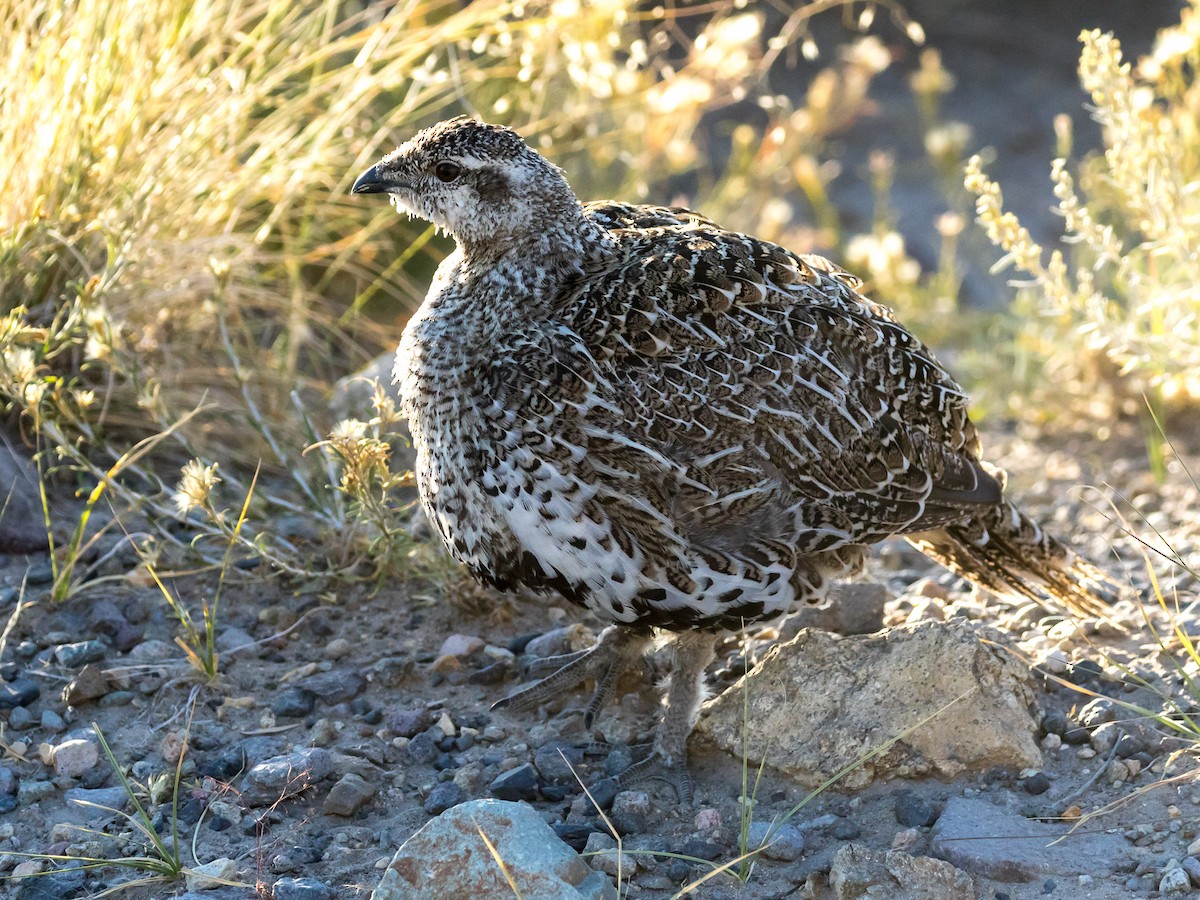 Greater Sage-Grouse - ML114394231