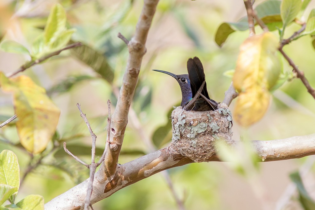 Swallow-tailed Hummingbird - ML114396291