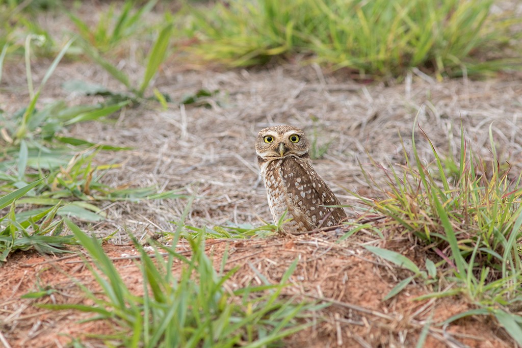 Burrowing Owl - Marcelo Feliti