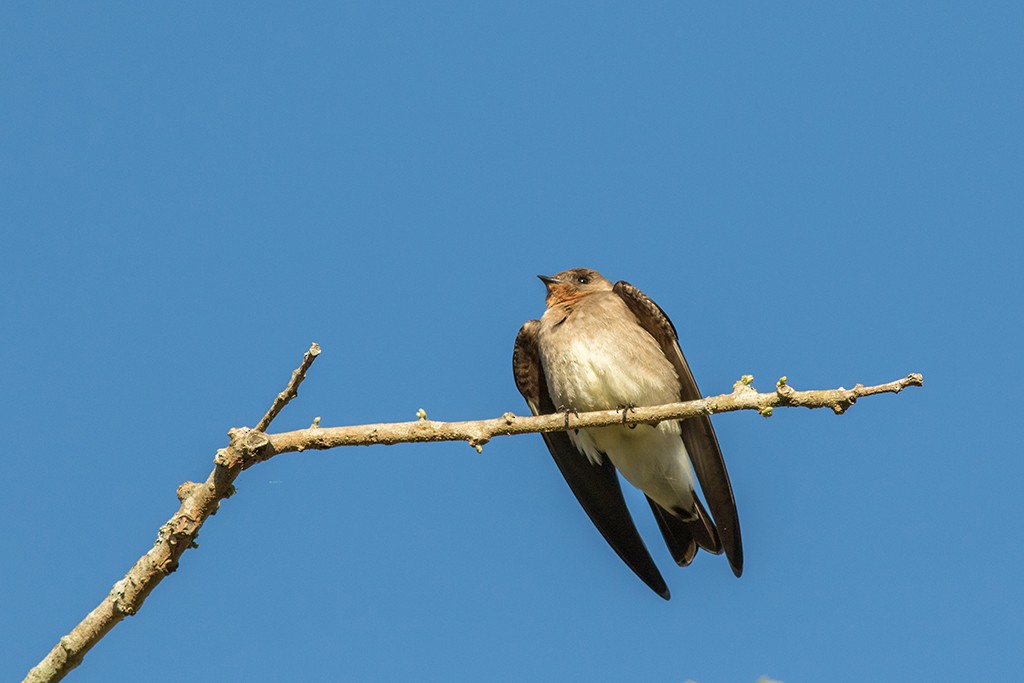 Southern Rough-winged Swallow - Marcelo Feliti
