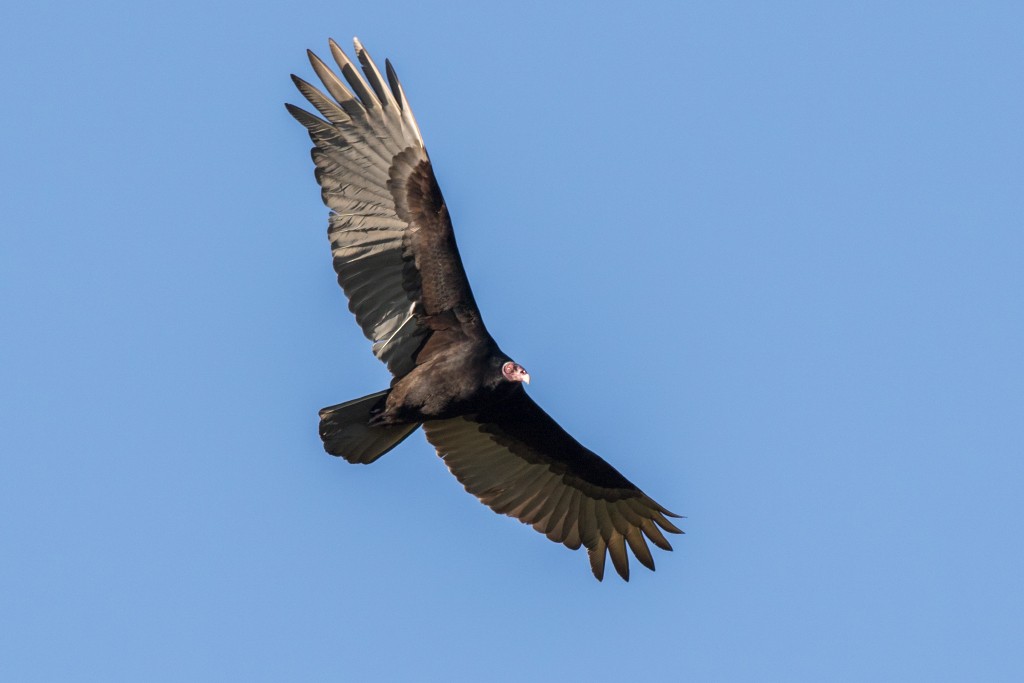 Turkey Vulture - ML114397621