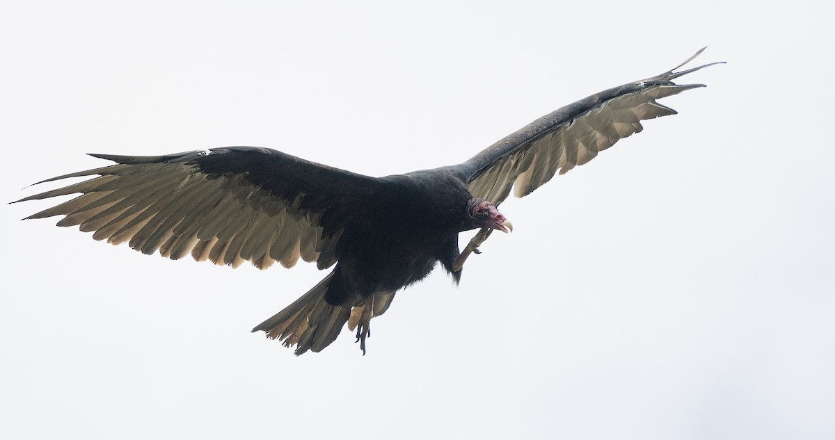 Turkey Vulture - ML114398011