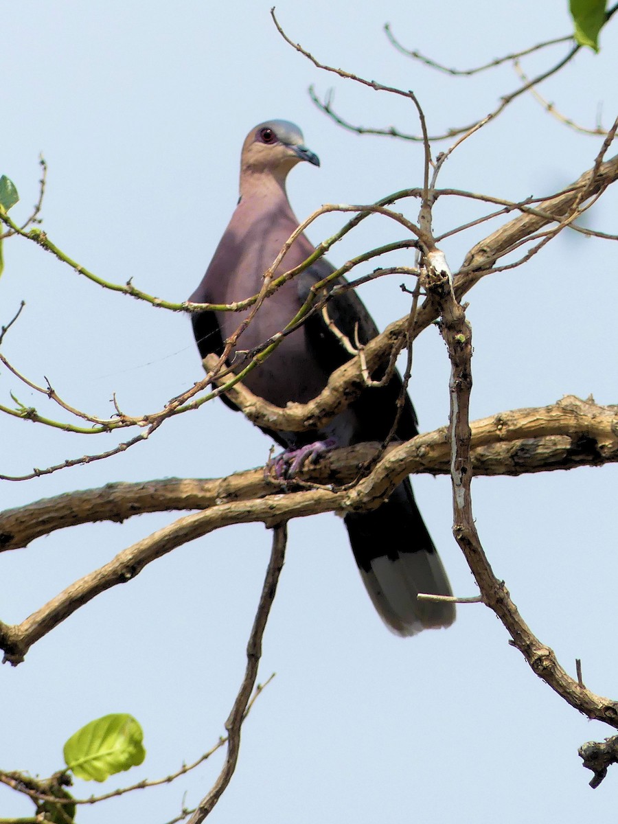 Blue-spotted Wood-Dove - Steve Bershader