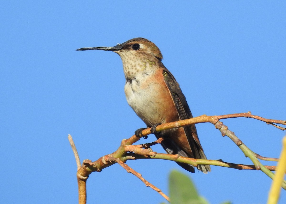 Allen's Hummingbird - ML114401601