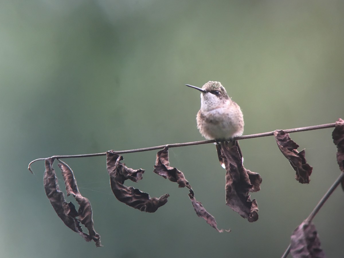 Ruby-throated Hummingbird - Daniel Hinnebusch