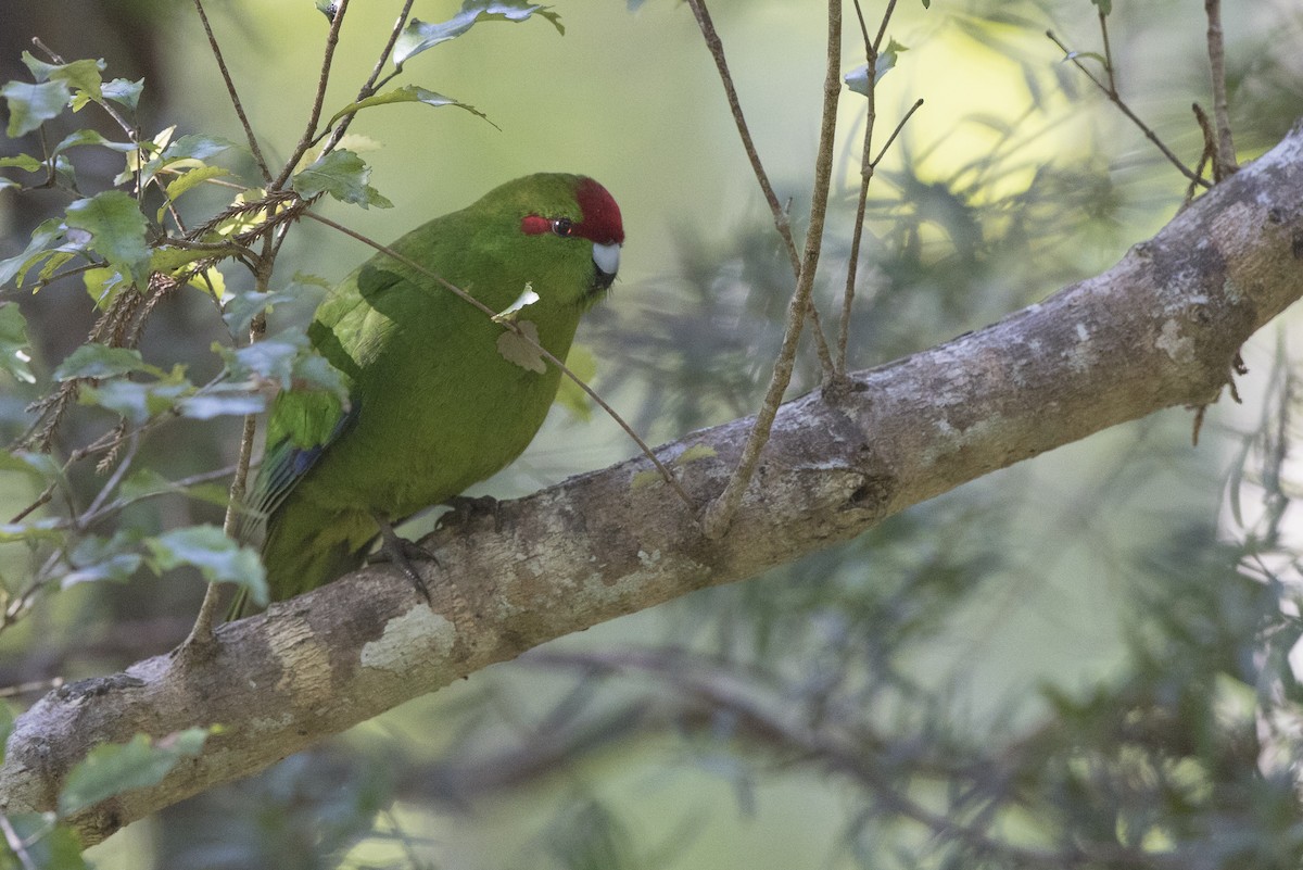 Red-crowned Parakeet - Steve Kelling
