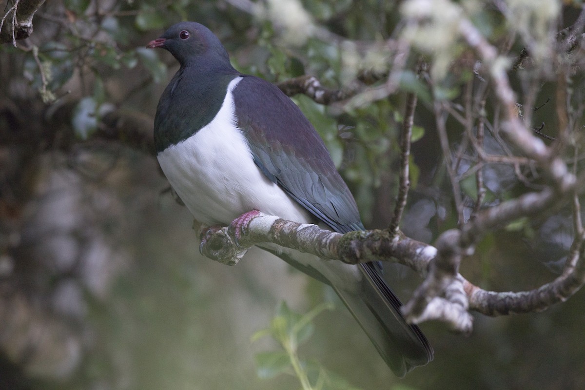New Zealand Pigeon - ML114406561