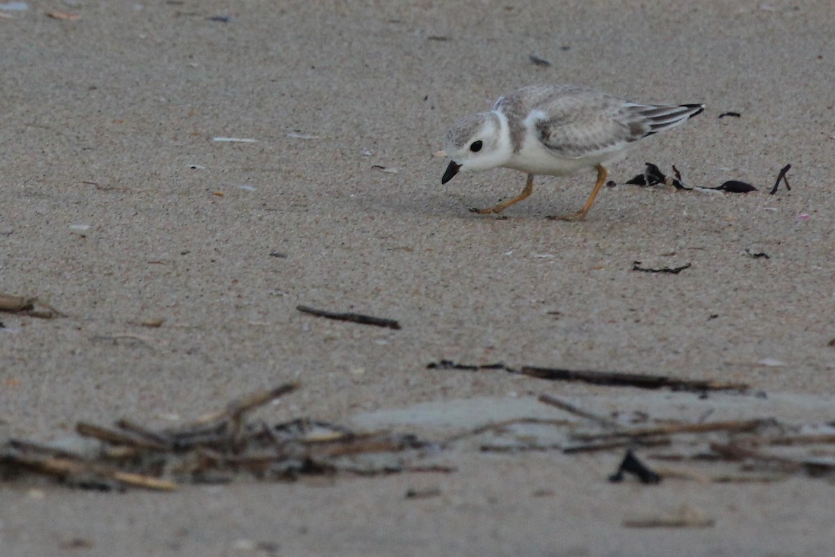 Piping Plover - ML114408701
