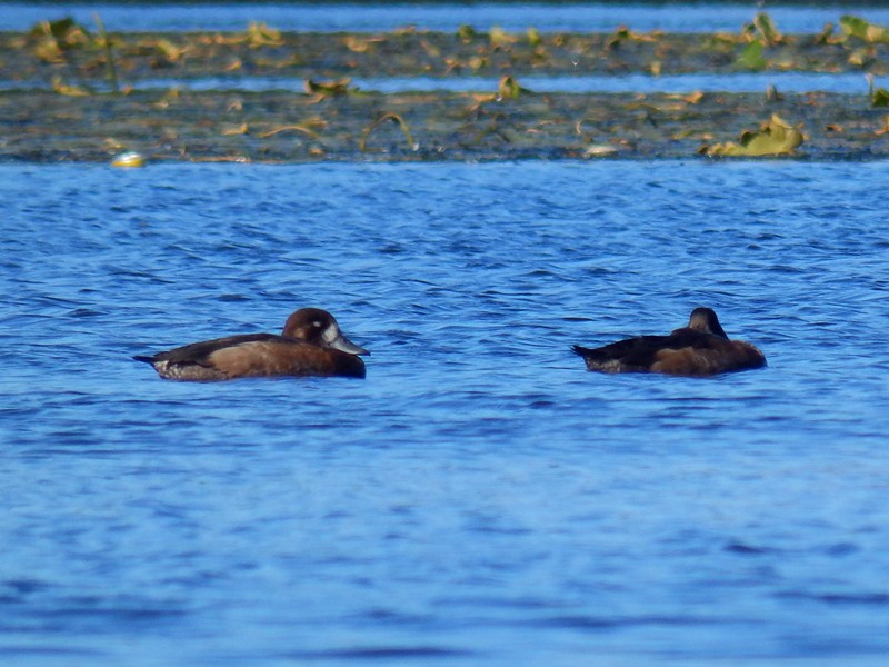 Greater Scaup - Lancy Cheng