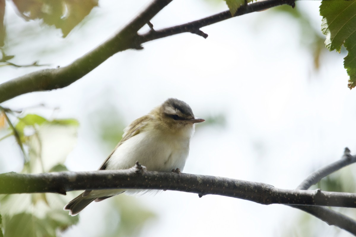 Red-eyed Vireo - Will Sweet