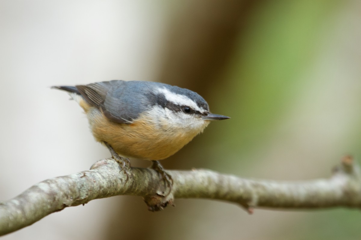 Red-breasted Nuthatch - Will Sweet