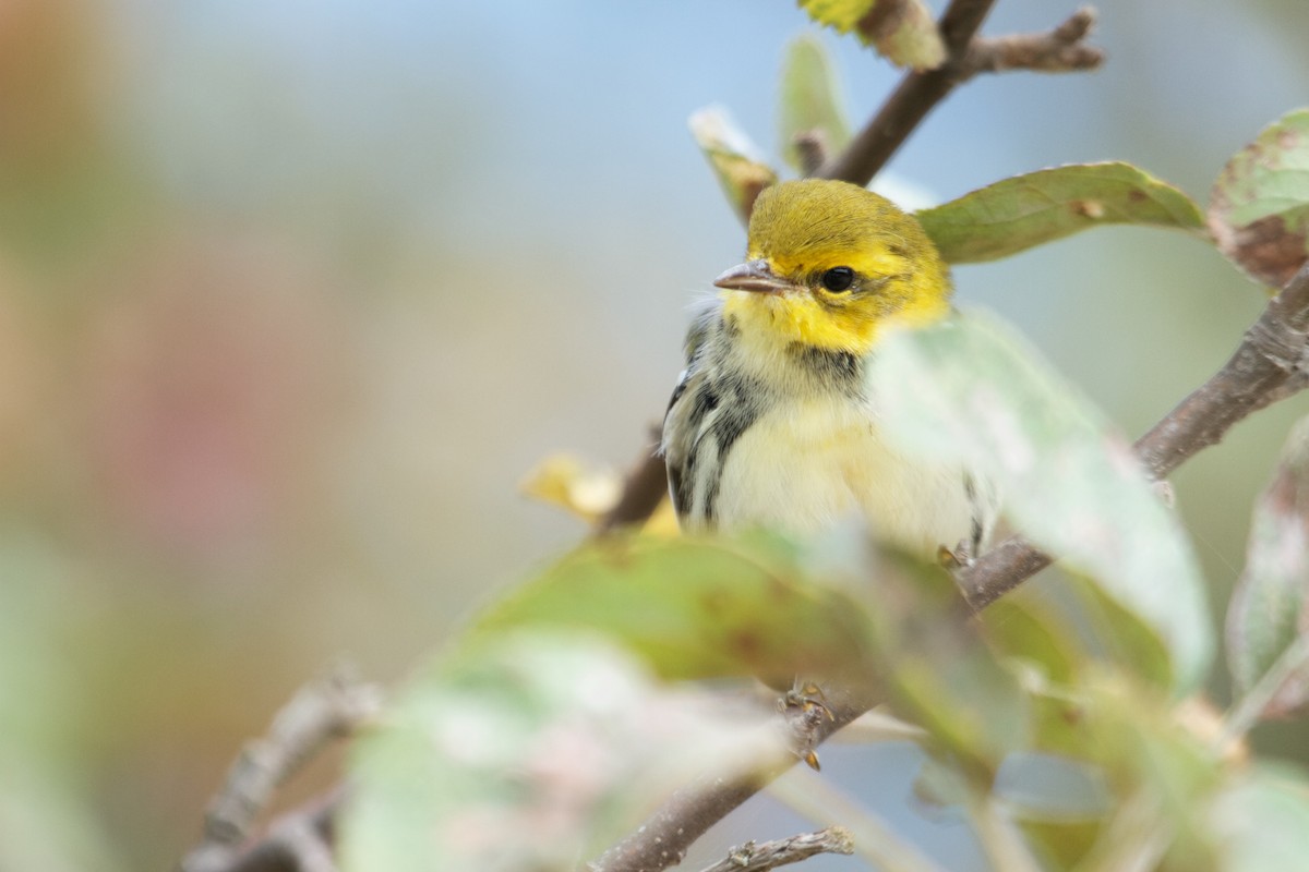Black-throated Green Warbler - Will Sweet
