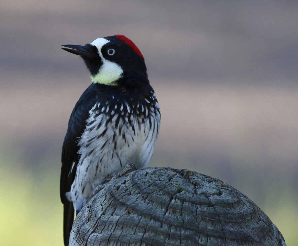 Acorn Woodpecker - Christian Fernandez