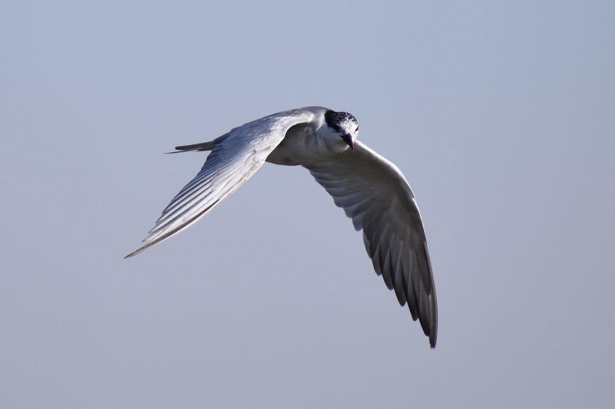 Whiskered Tern - Nathan O'Reilly