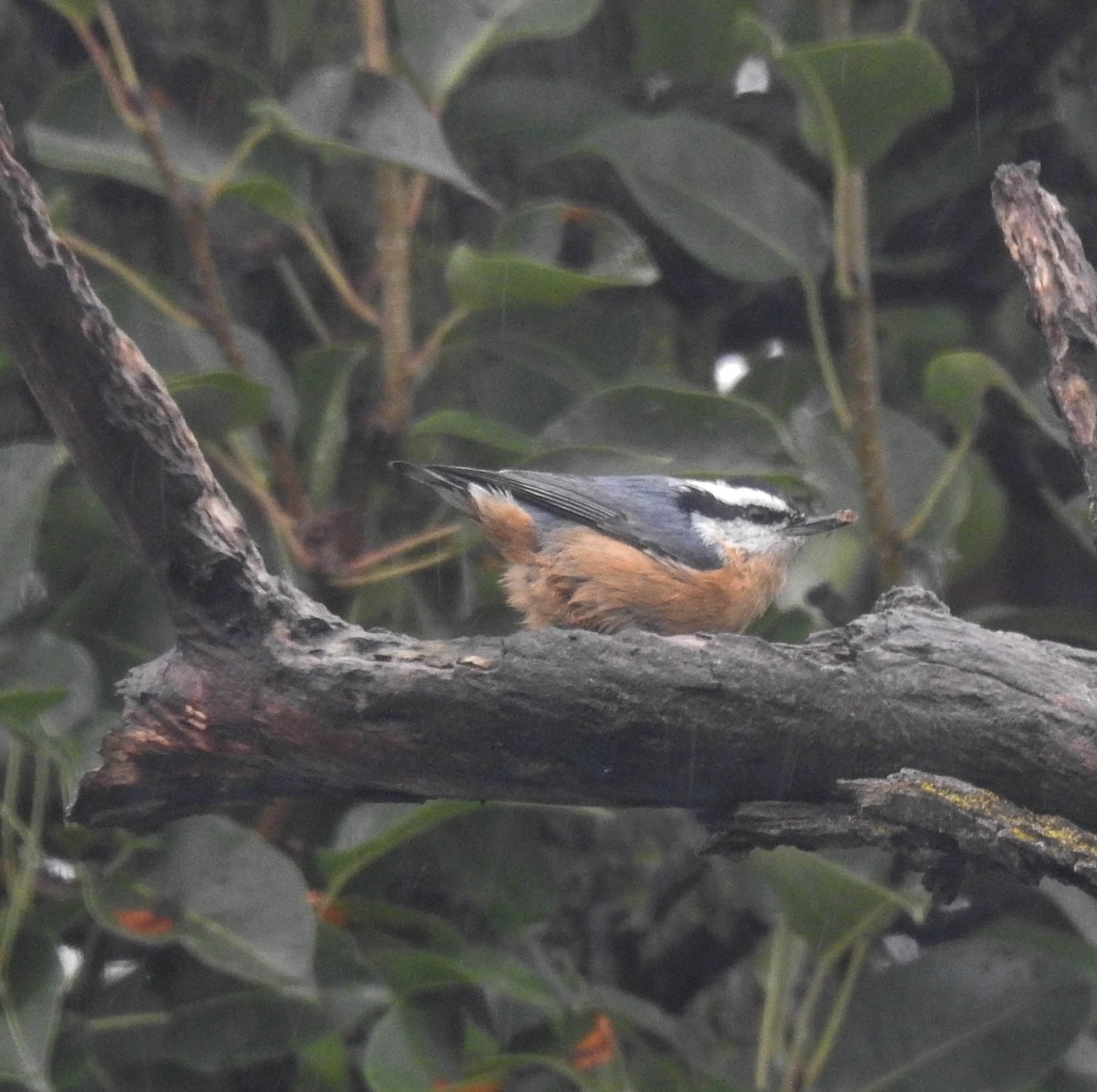 Red-breasted Nuthatch - ML114417981