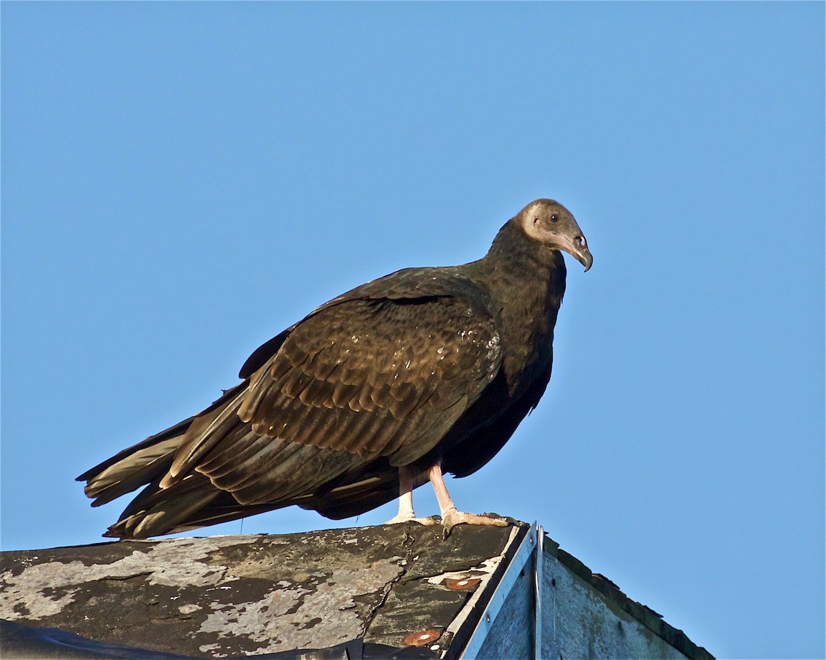 Turkey Vulture - ML114418361