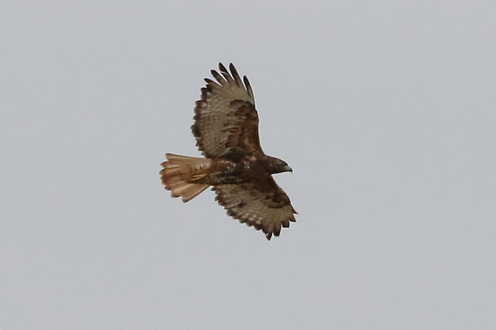 Red-tailed Hawk - ML114418931