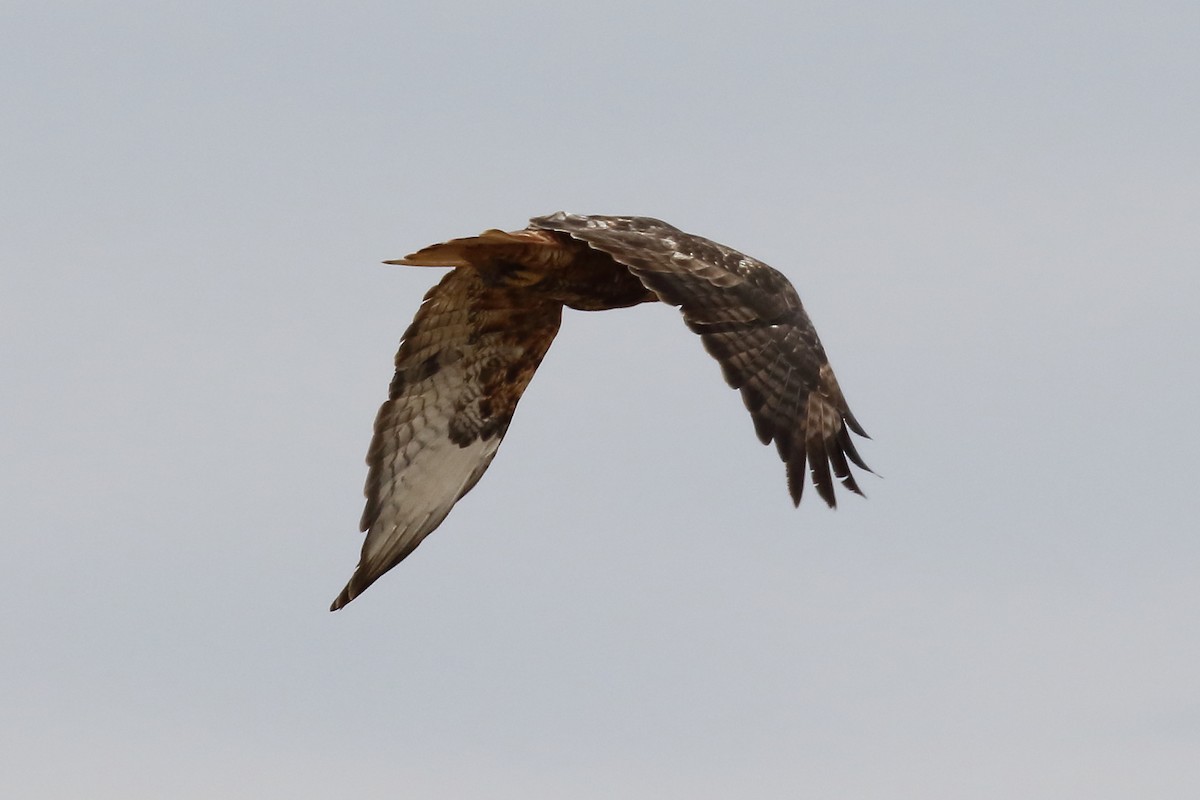 Red-tailed Hawk - ML114418961