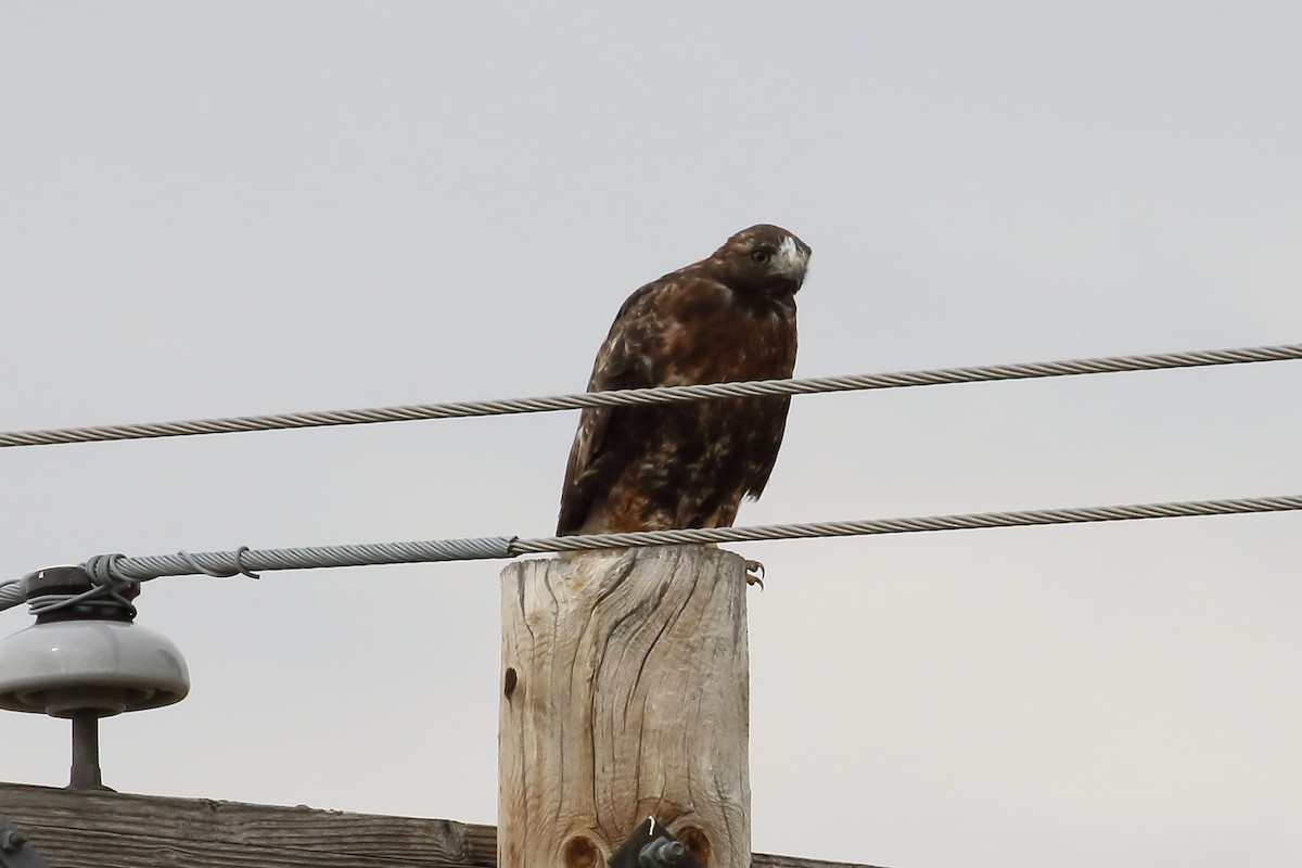 Red-tailed Hawk - ML114419001