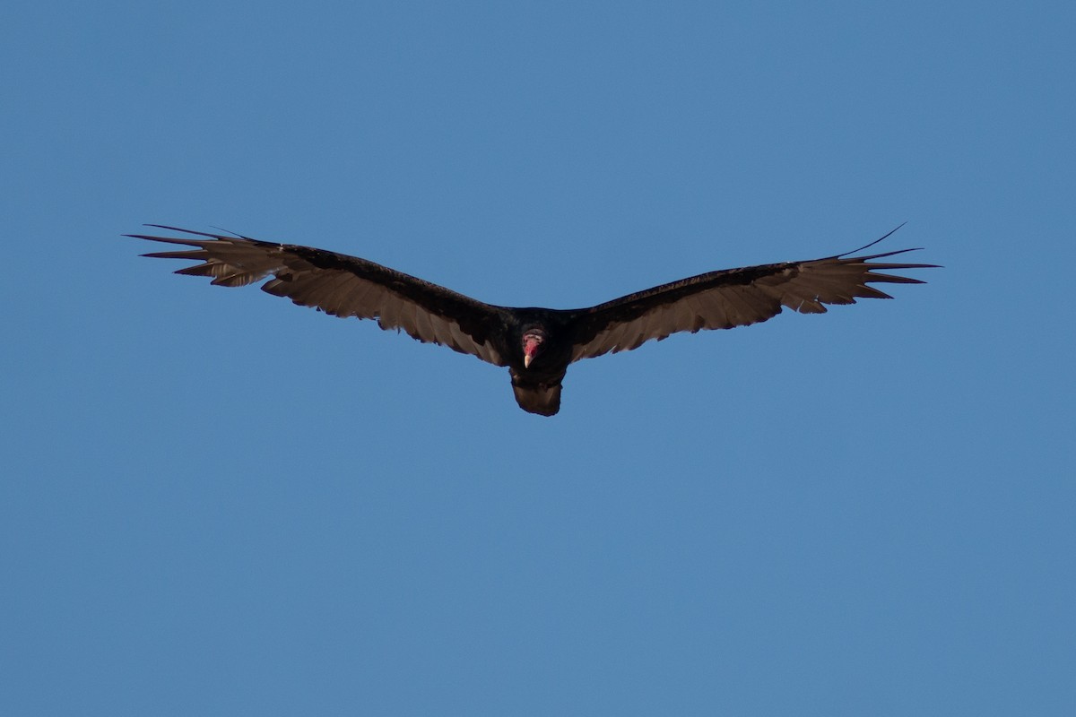 Turkey Vulture - Jake Cvetas