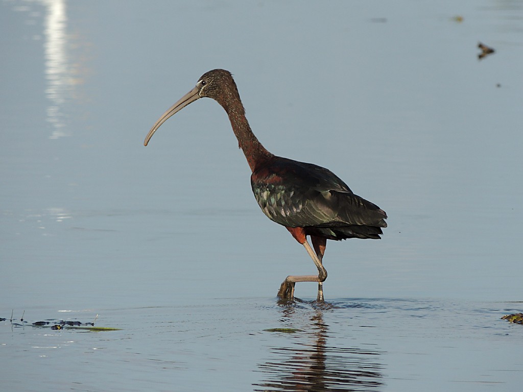 ibis hnědý - ML114421511
