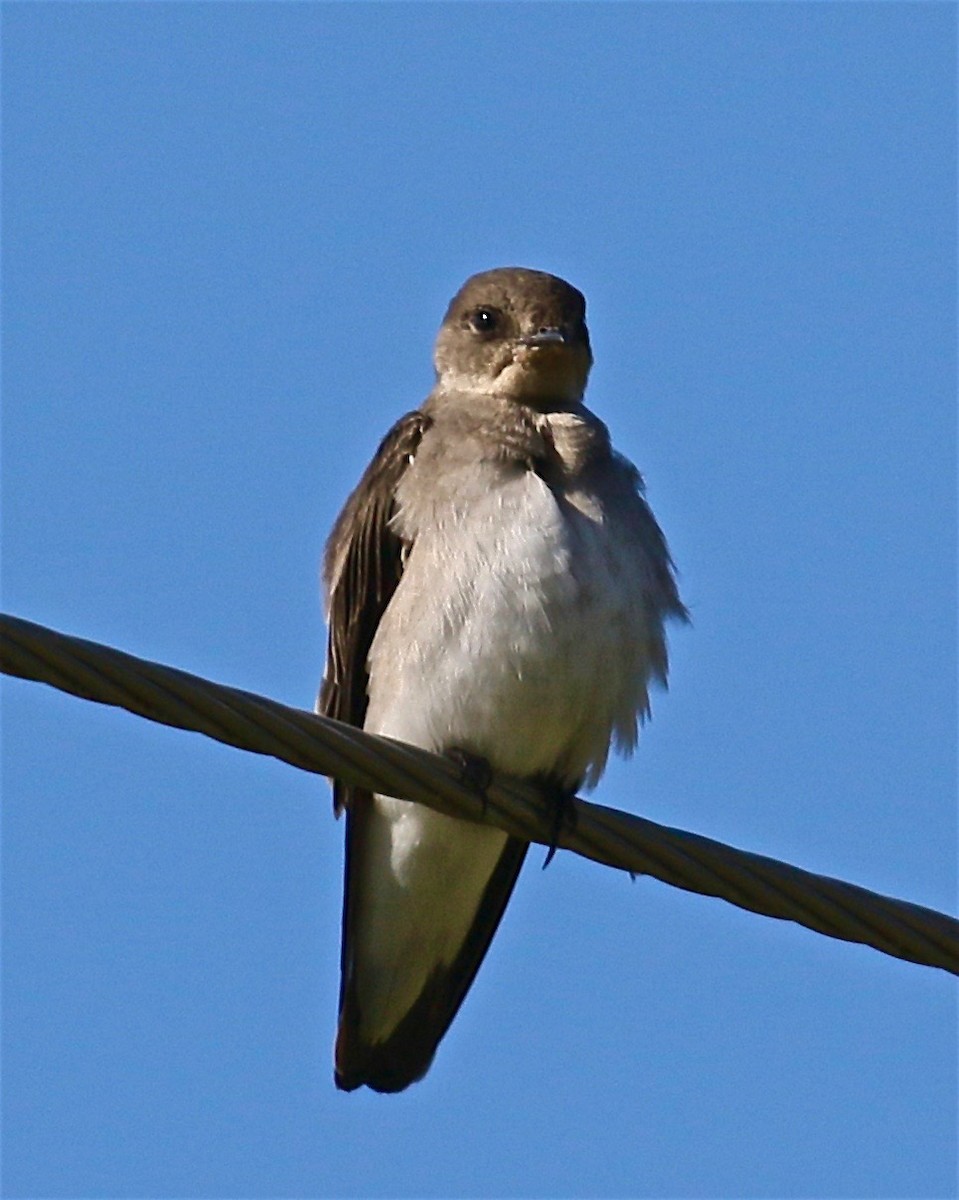 Northern Rough-winged Swallow - ML114422701