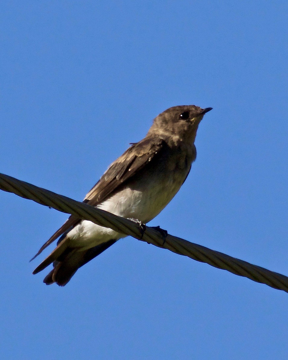 Northern Rough-winged Swallow - ML114422731