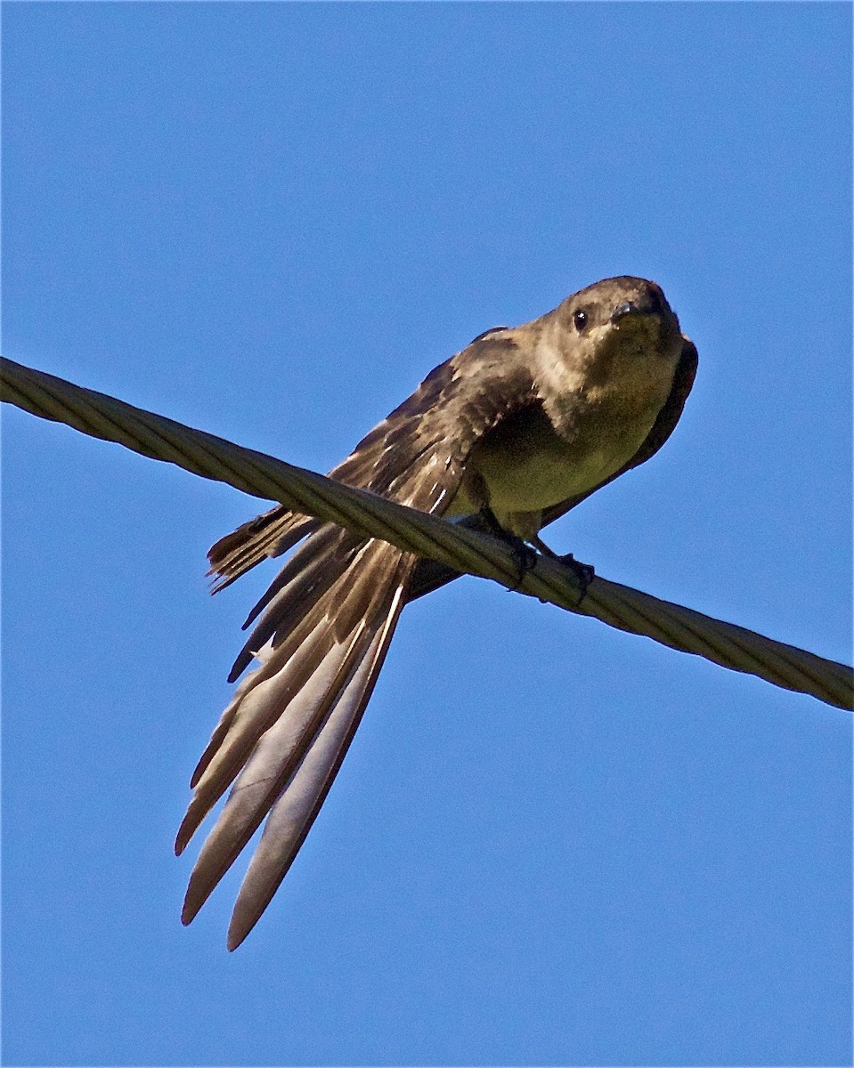 Northern Rough-winged Swallow - ML114422751